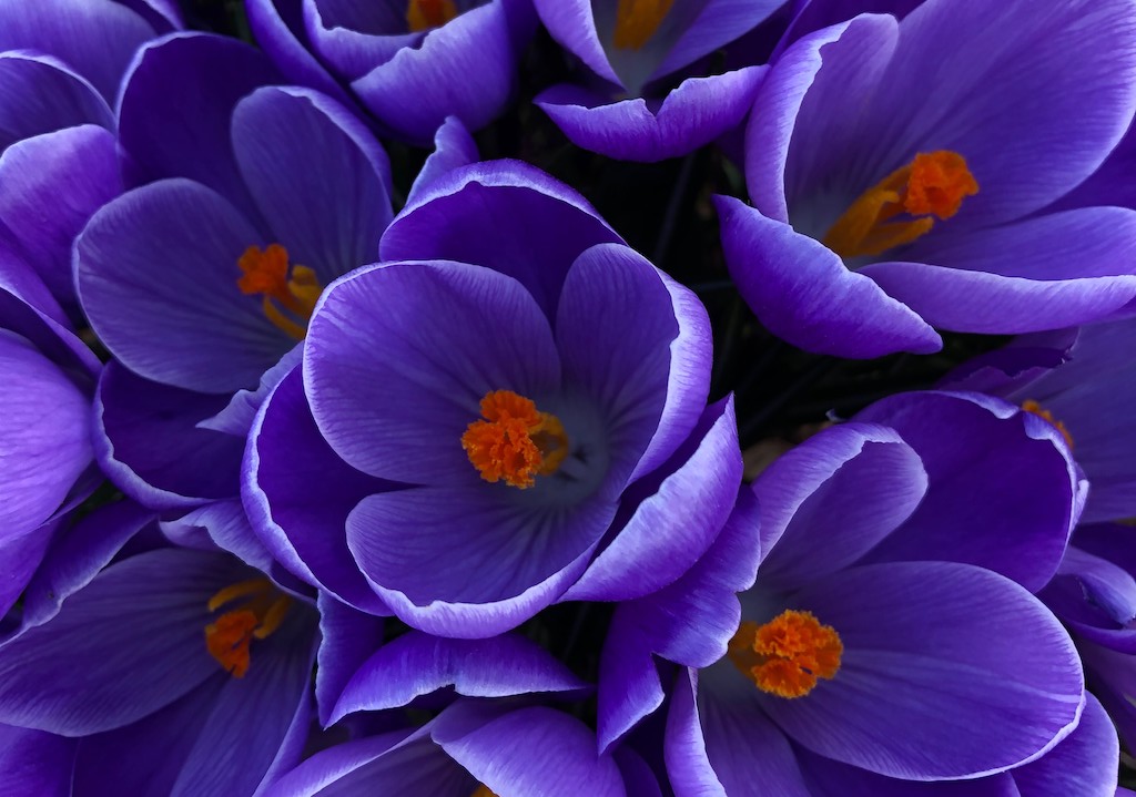 Crocus flowers in bloom