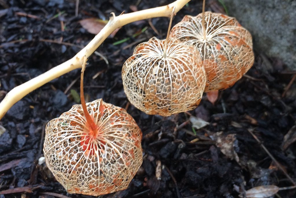 Dried flowers on a lantern plant