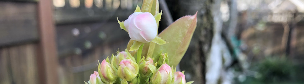 Apple flower buds